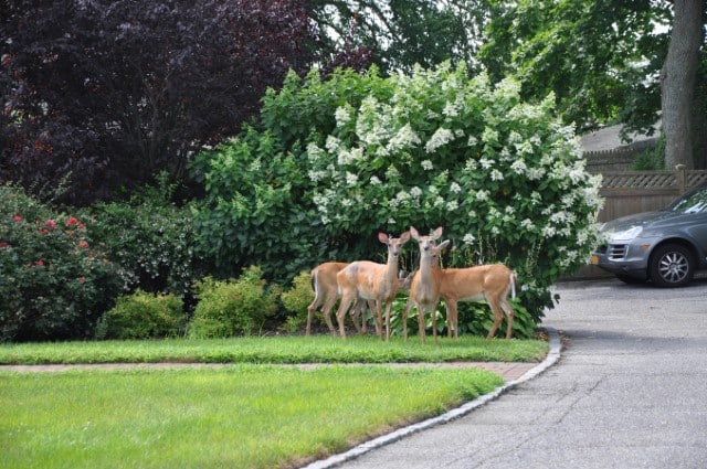 How to Stop Deer from Eating Mums