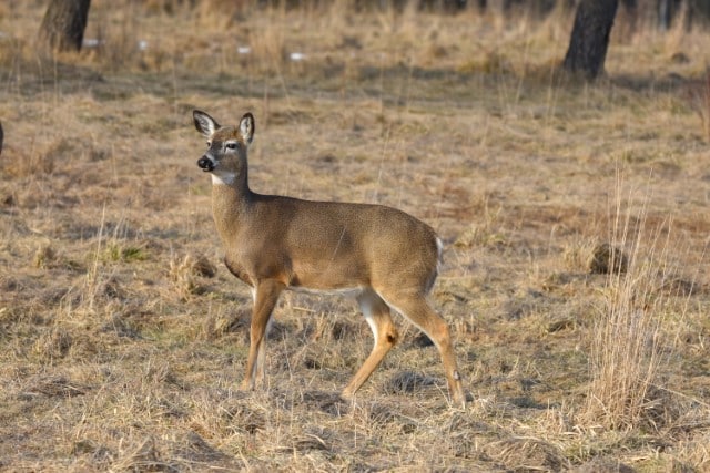 Tarsal Glands on Deer (what we know, explained) - World Deer