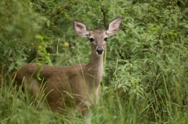 Hunting Coues Deer