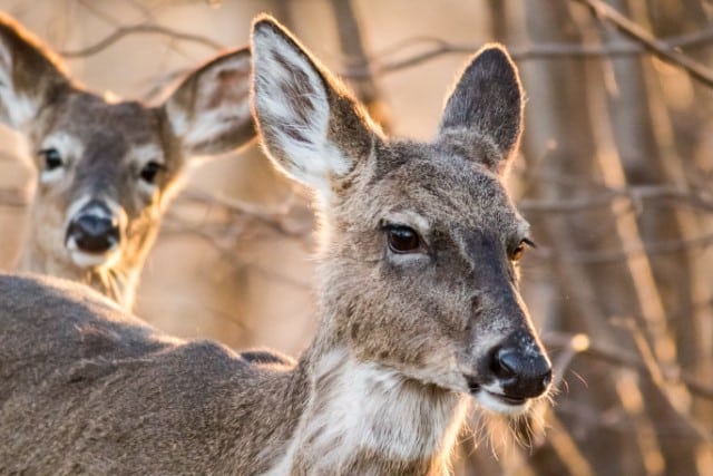 Is EHD in Deer Contagious to People?