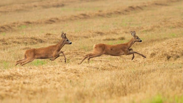 Is Hunting a Button Buck Legal?