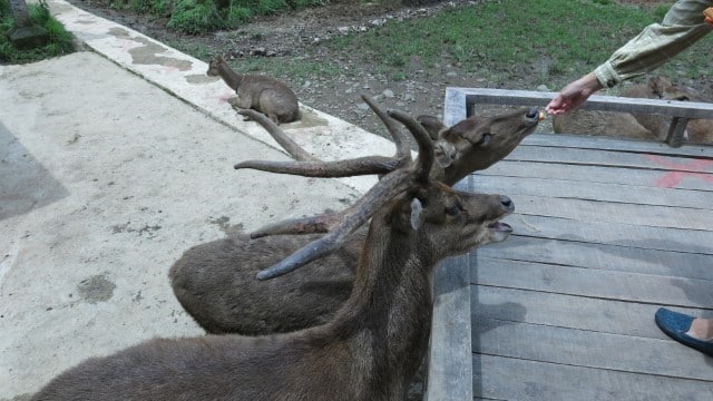 Is It Illegal to Feed Deer On Your Property?