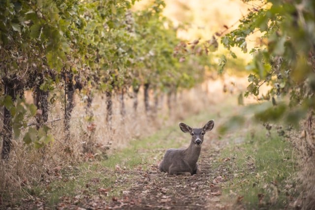 Is it OK to Feed Deer Grapes?