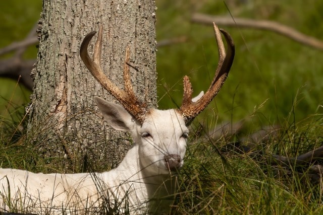 Leucism vs Albinism in Deer