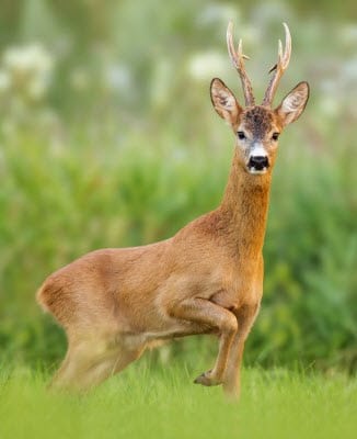 A Male Roe Deer