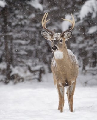 A Male White Tailed Deer
