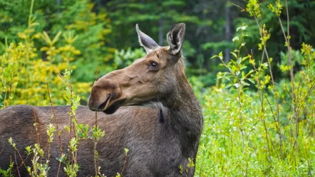 Moose Population History