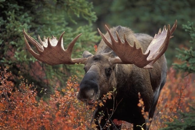 Moose Shed Antler Hunting