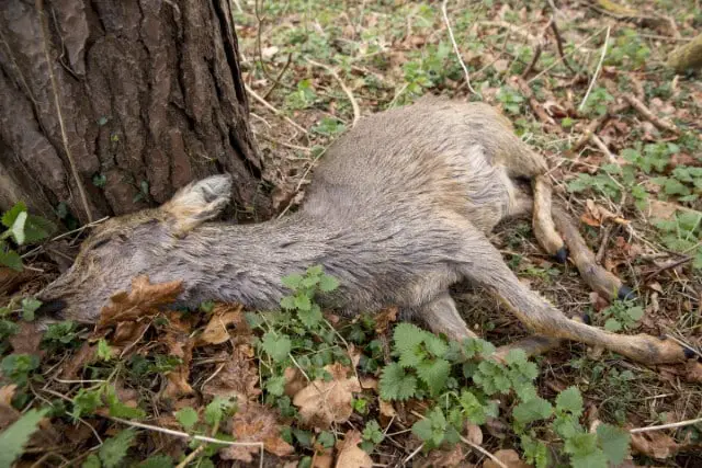 EHD Mortality in Deer