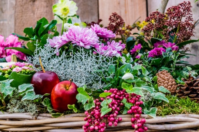 Plant Mums and Deer Resistant Flowers