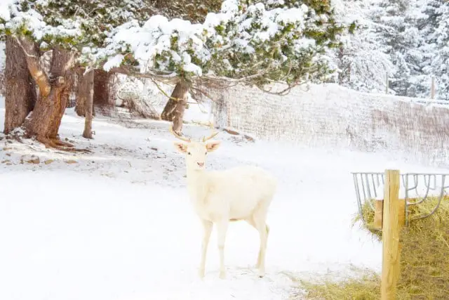 Myths and Legends About White-Coated Deer