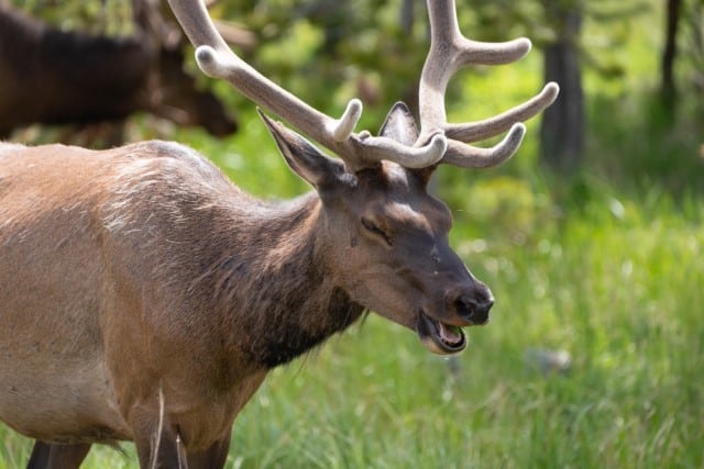 Nasal Bots in Deer