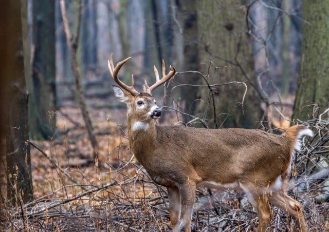 Origins of EHD in Deer