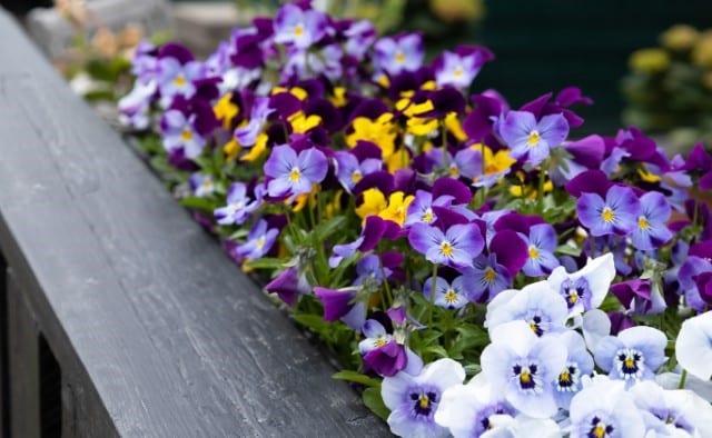 Pansies Deer Candy