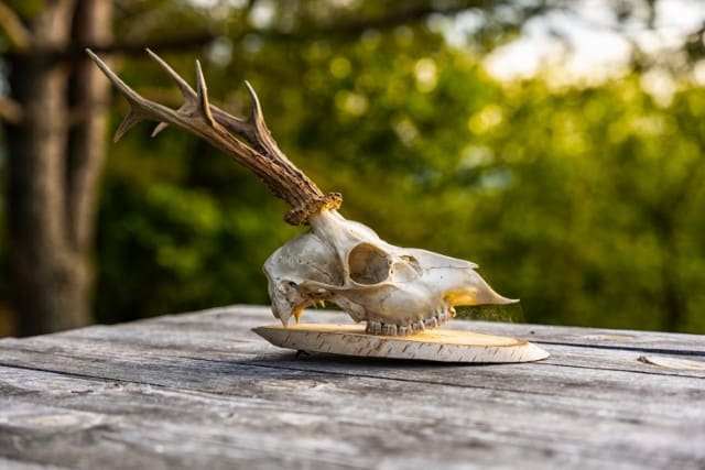  Peroxide for Deer Skulls