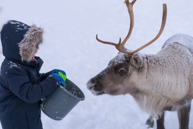 Pros of Feeding Deer in Your Backyard