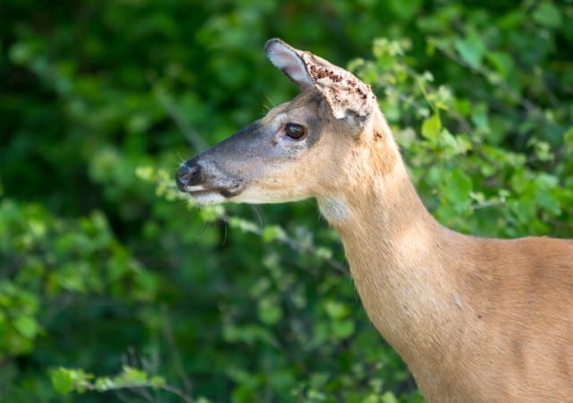 Rare Parasites and Diseases in Deer