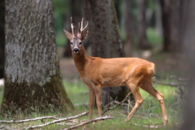 Roe Deer and Red Deer Coat Color