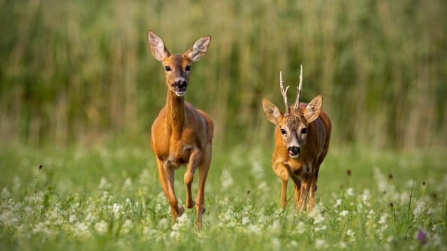 Roe Deer Habitat