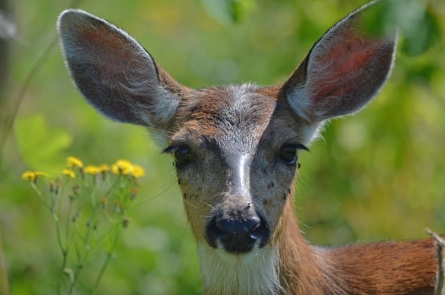 Sarcocystis Deer Illness