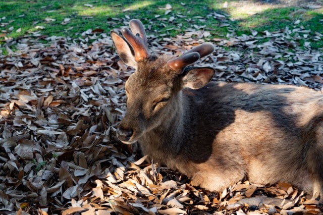 Searching for Deer Bedding