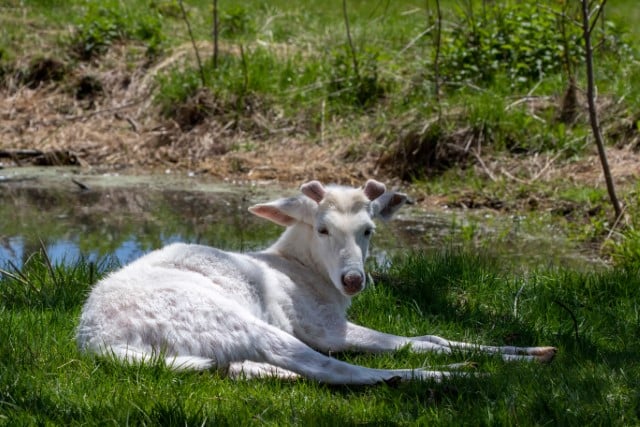 Seneca White Deer Herd is Made Up of Leucistic Deer