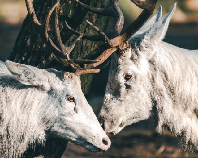 Seneca White Deer Herd Today