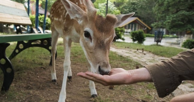 Should I Feed The Deer In My Backyard?