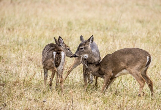 Should You Hunt Fawns? (why you should not shoot button bucks)