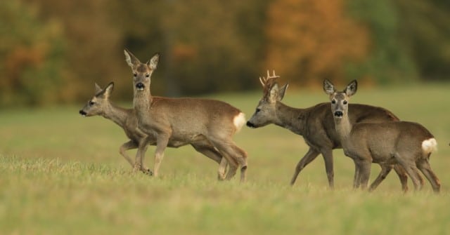 Should You Shoot Button Bucks?