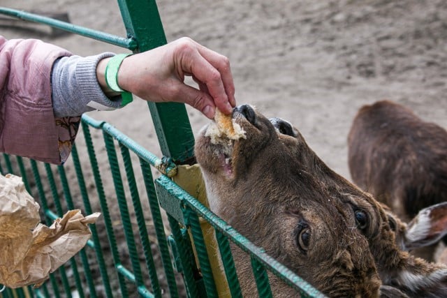 Some Types of Bread are Safer for Deer to Eat Than Others