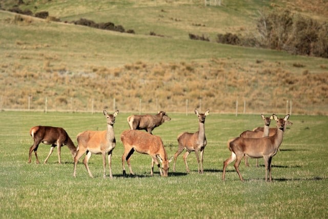 Stocking Rate For Domestic Deer