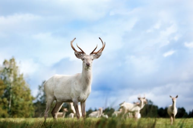 The History of the Seneca White Deer Herd