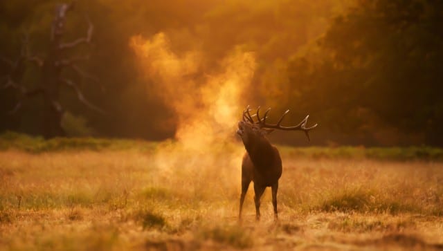Tips for Deer Photographers Hoping to Track Deer
