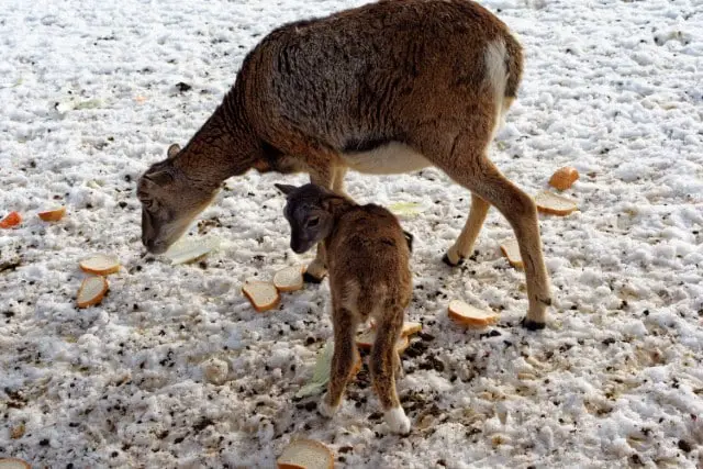Why Too Much Bread Can Kill a Deer