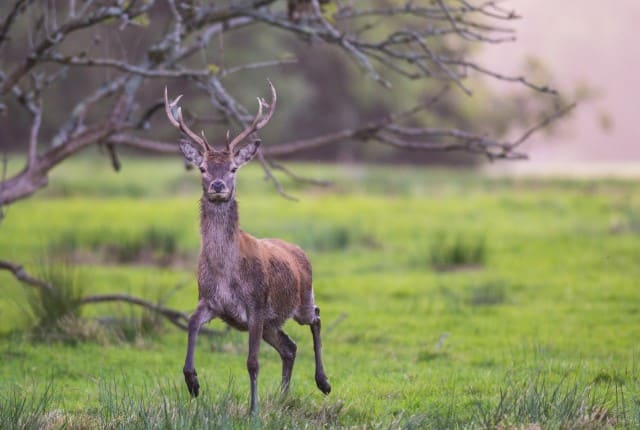 Tracking and Trailing a Deer