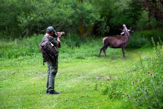 Tracking Deer to Locate and Observe Them