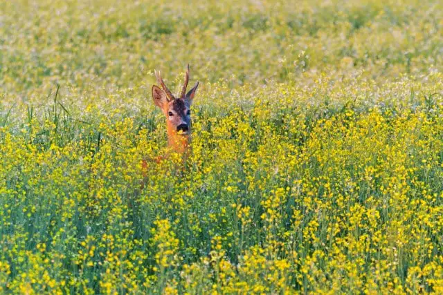 About Tracking Deer (tips and techniques)