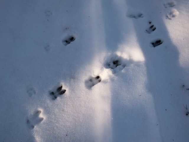 Tracking Wounded Deer After a Shot