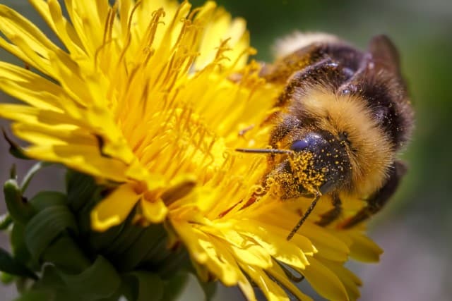 What Animal Eats Dahlia Flowers?