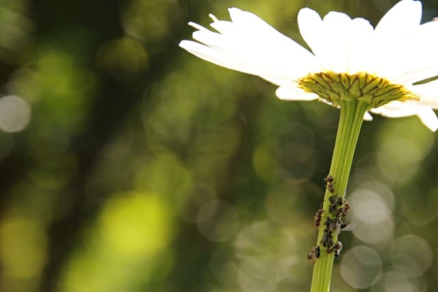 What Animals Eat Mums?