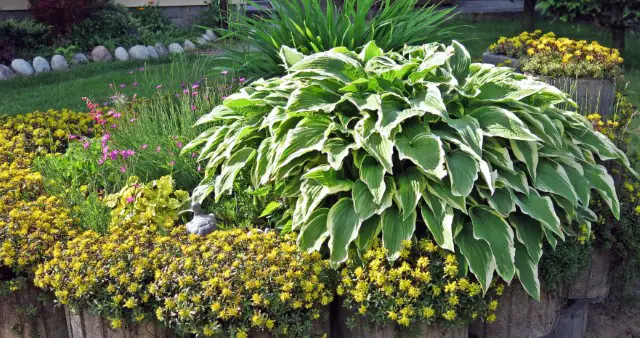 What Are Hostas?