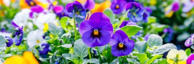What Are Pansies?