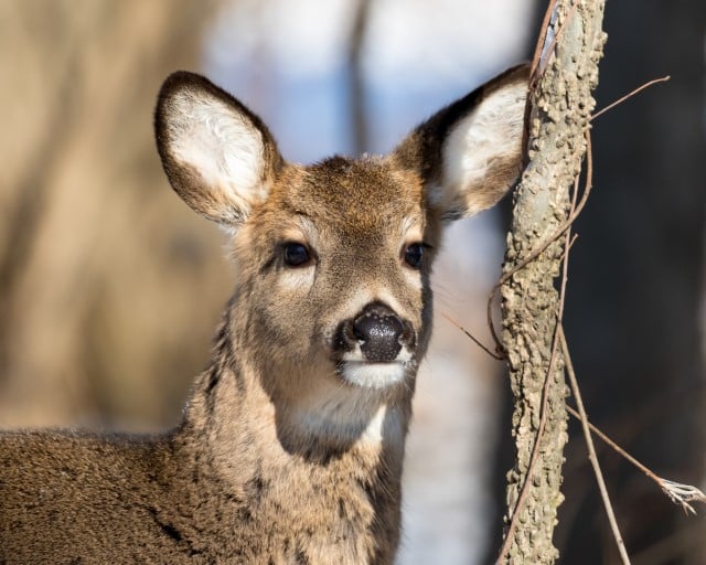 What Are We Doing About EHD in Deer?