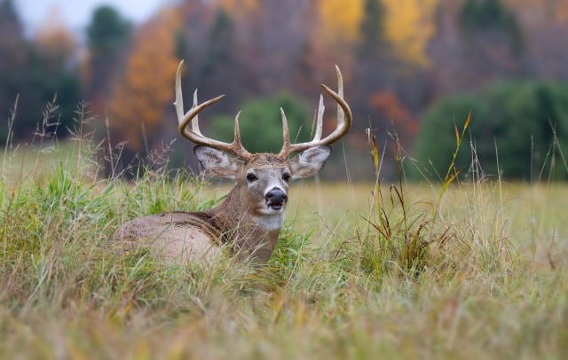 What Causes EHD in Deer?