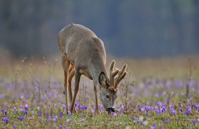 What Flowers Do Deer Like and Dislike?