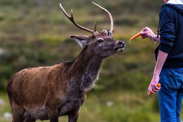 What Do Deer Love To Eat The Most?