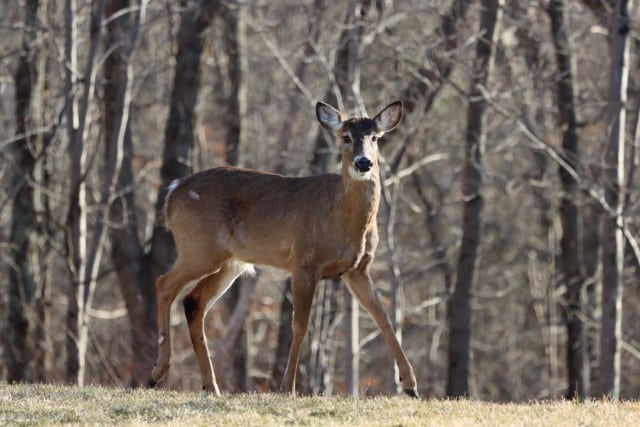What Do Deer Tarsal Glands Do