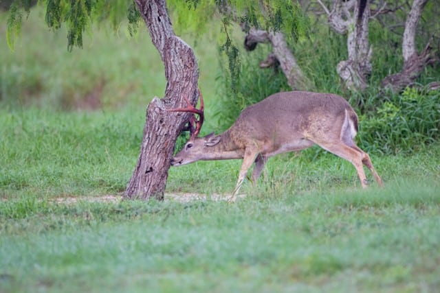 What is a Deer Scrape?