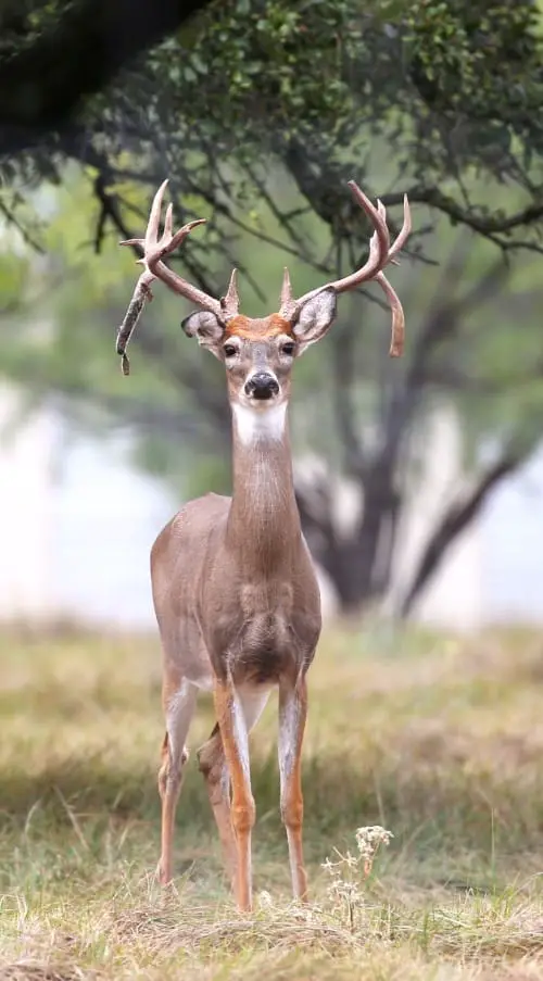 What is a Tine on a Deer’s Antlers?
